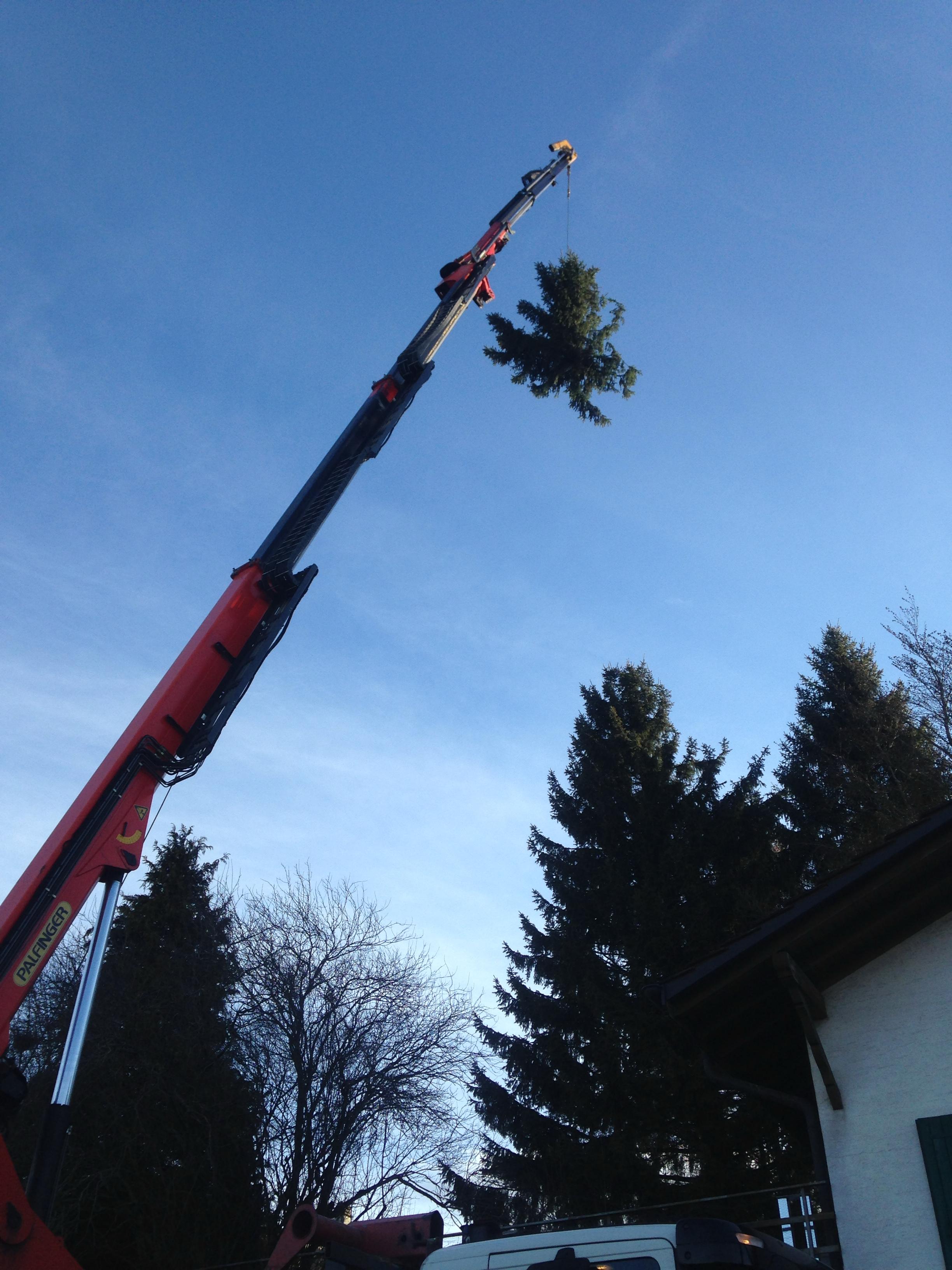 Étêtage d'arbre dans le Jura — SAS POLYVIER